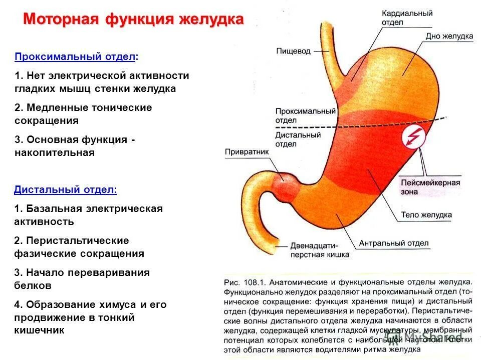 Моторная функция отделов желудка. Функции кардиального отдела желудка. Желудок анатомия фундальный отдел. Анатомические отделы желудка схема функции. Области жкт