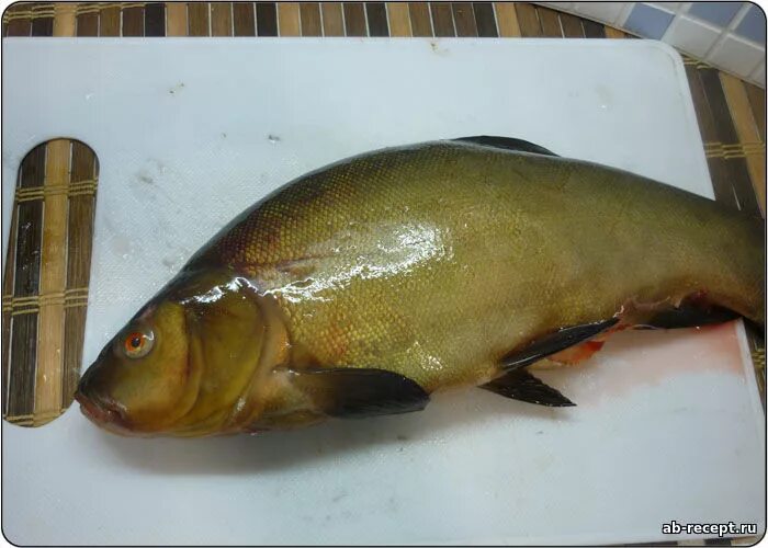 рыба с мелкой чешуей