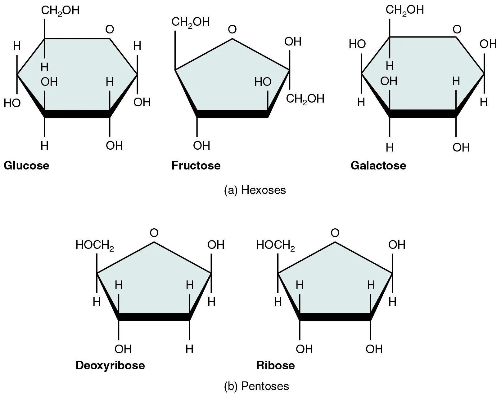 Monosaccharides. Рибоза и галактоза. Галактоза моносахарид. Глюкоза фруктоза галактоза. Глюкоза галактоза рибоза