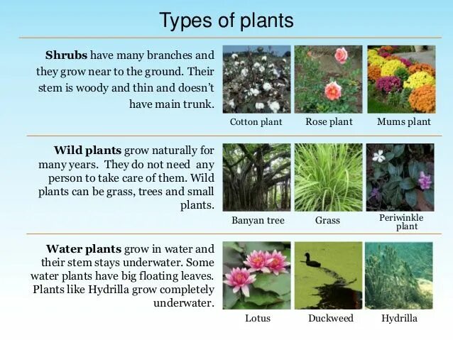 Kinds of Plants. Plant names. Plants topic. Different Types of Plants.