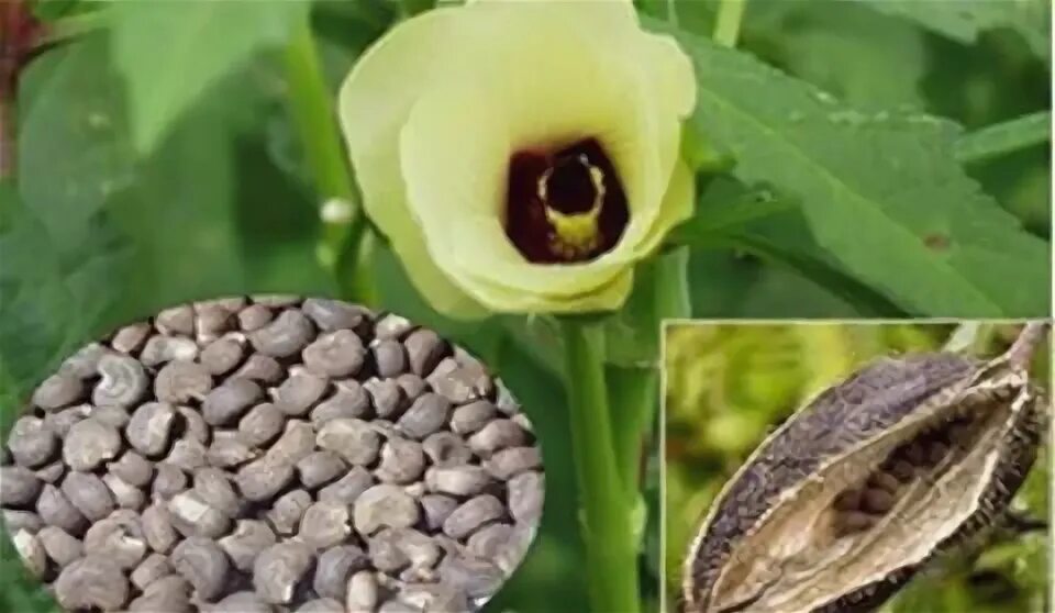 Мускус запах на что похож. Hibiscus Abelmoschus семена. Абельмош мускусный. Амбретта семена. Амбретта цветок и семена.