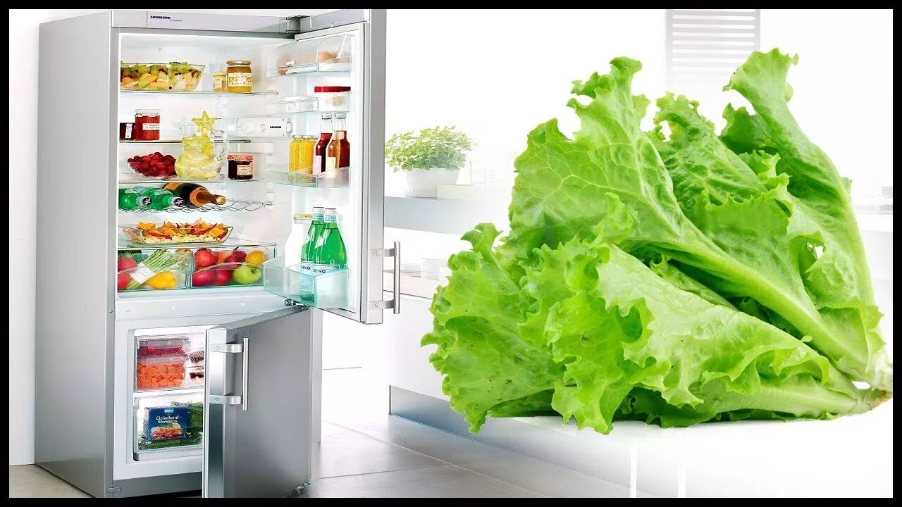 Сколько хранить салат в холодильнике. Хранение свежей зелени в холодильнике. Холодильник для зелени. Холодильник открытый для зелени. Как хранить листья салата в холодильнике.