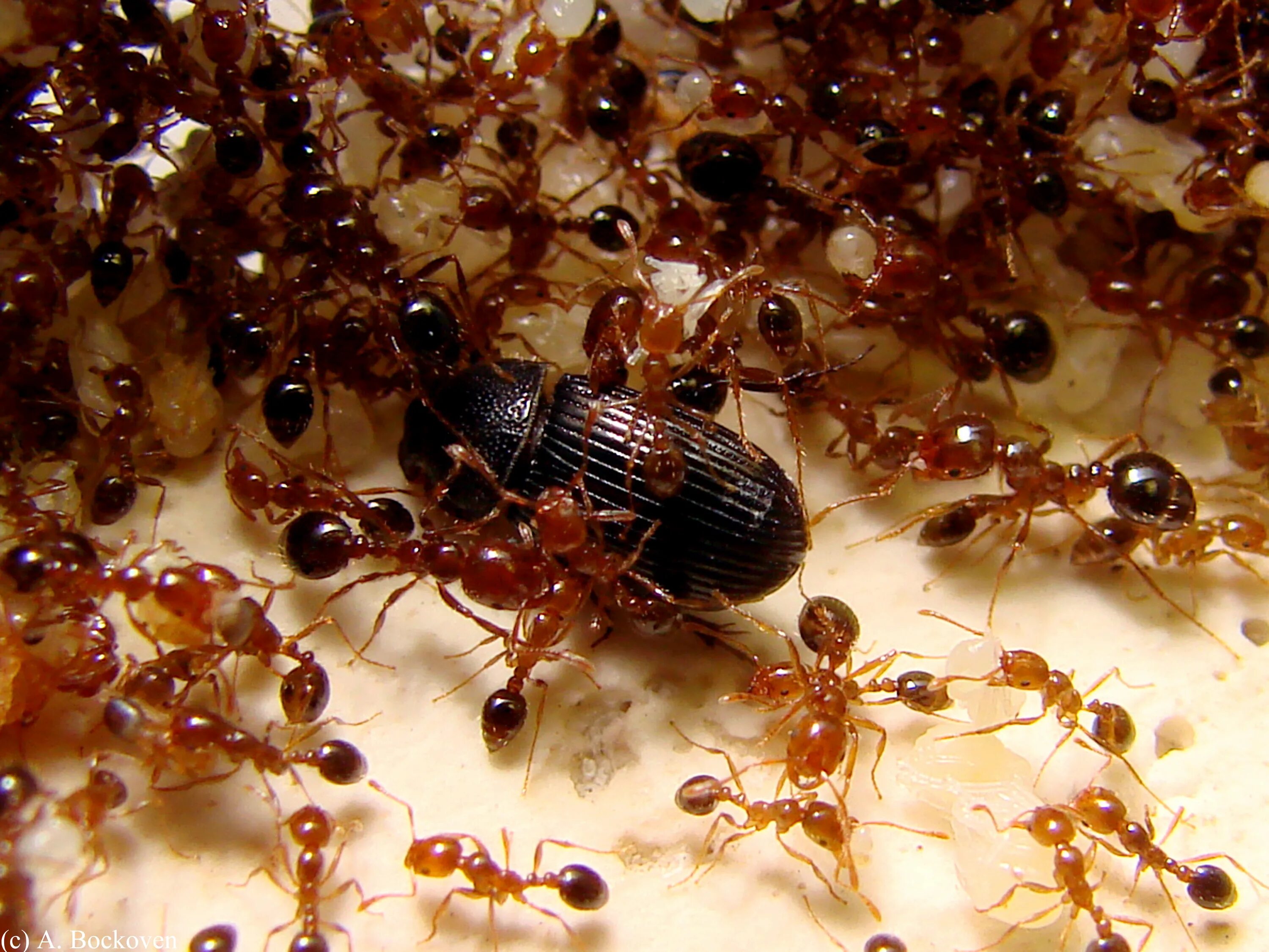Красный Огненный муравей. Красный Огненный муравей Муравейник. Муравейник красных муравьев. Огненные муравьи в Австралии.