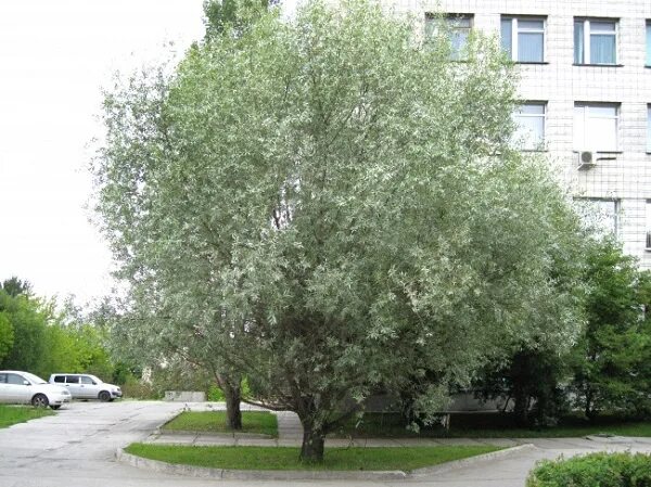 Ива возраст. Ива белая (salix alba). ива белая серебристая шаровидная. ива белая аргентеа. ива белая шелковистая.