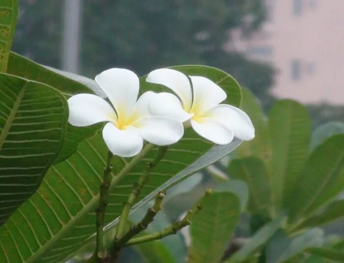 Цветущее дерево манго. Цветок манго. Цветы мангового дерева. Манго цветет. Манго растение цветет.