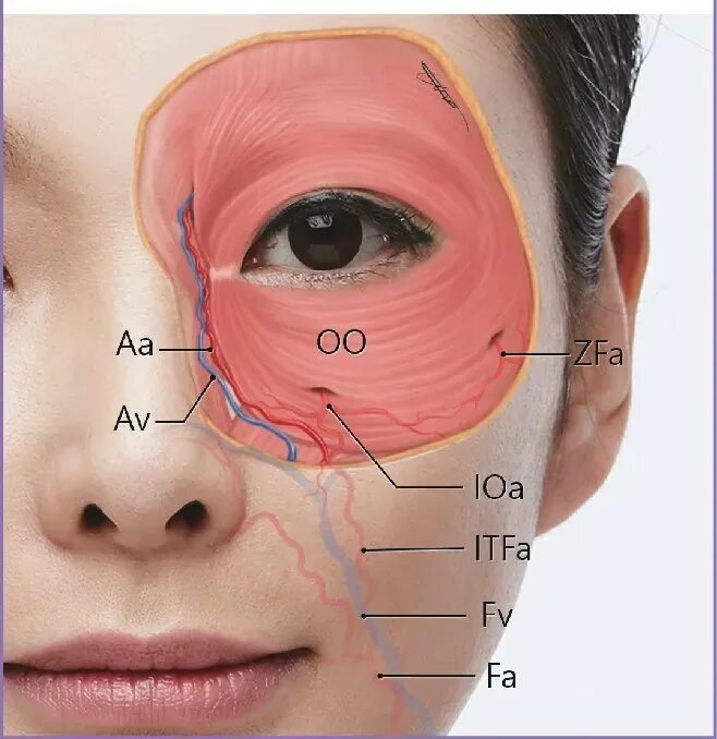 Зона глаз. Периорбитальная область глаз. Анатомия периорбитальной области. Анатомия периорбитальной зоны. Периорбитальная область вокруг глаз.