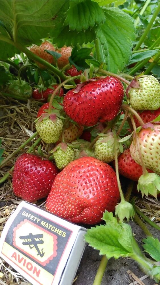 Клубника туруси отзывы. Земляника чамора туруси. сорт клубники чамора. тимура туруси клубника. земляника садовая чамора туруси.