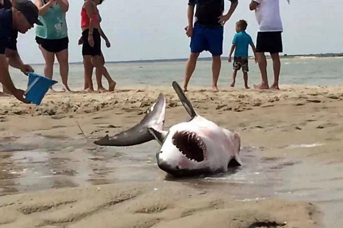 Нападение акул в шарме. Нападение акул в Египте 2023. Акула у берега Хургады.