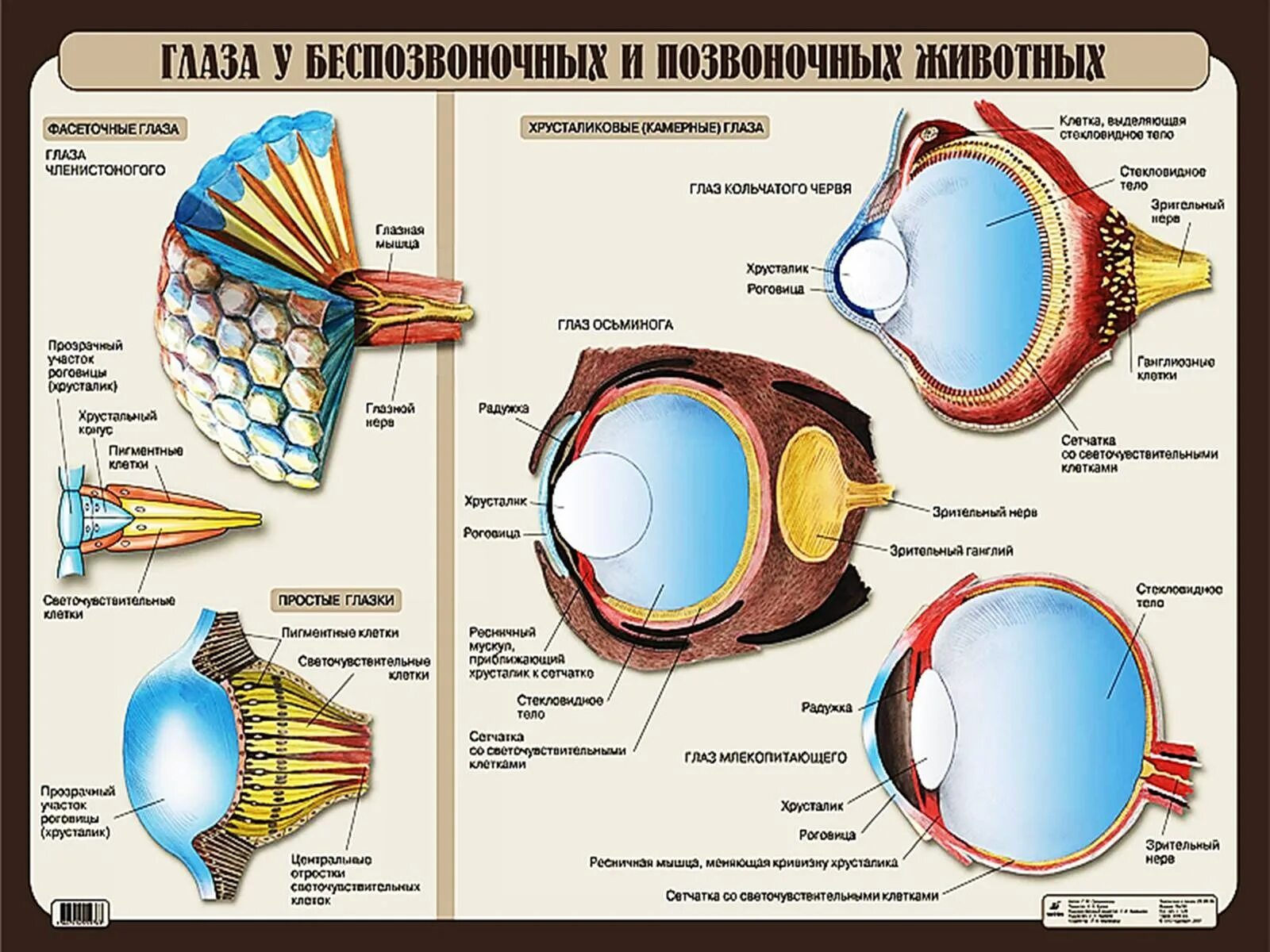 Особенности строения органа зрения. Зрительный анализатор хрусталик. Строение хрусталика глаза. Эволюция органов зрения. Строение глаза позвоночных животных.