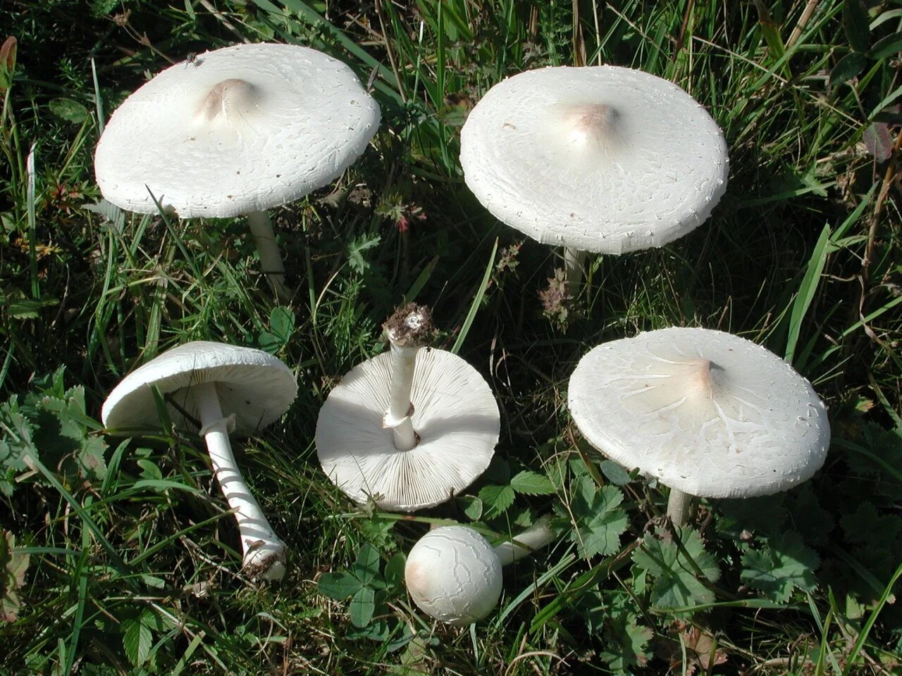 • зонтик белый (macrolepiota excoriata. Гриб зонтик луговой. Гриб зонтик луговой. Гриб-зонтик пёстрый. Белый шампиньон полевой.