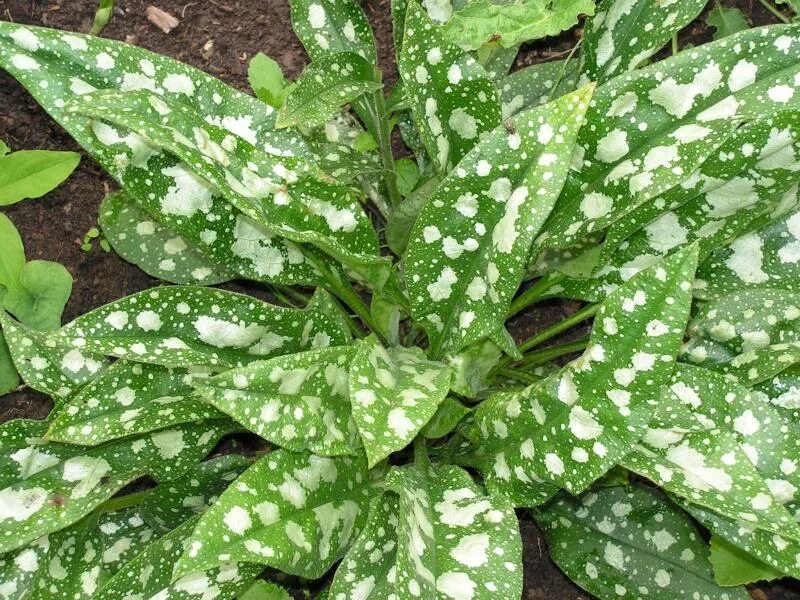 Медуница сахарная пульмонария. Аглаонема тигрис. Как называется пестрая. Пестрый земляной дрозд. Как называется пестрая.