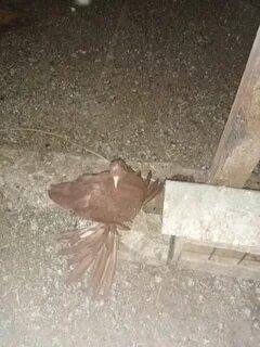 Голуби оренбургской