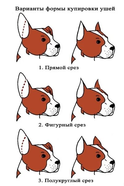 Виды купирования. Купирование ушей стаффордширского терьера форма. форма купирования ушей у стаффа. питбуль купирование форма ушей. стандарт купирование ушей стаффордширского.