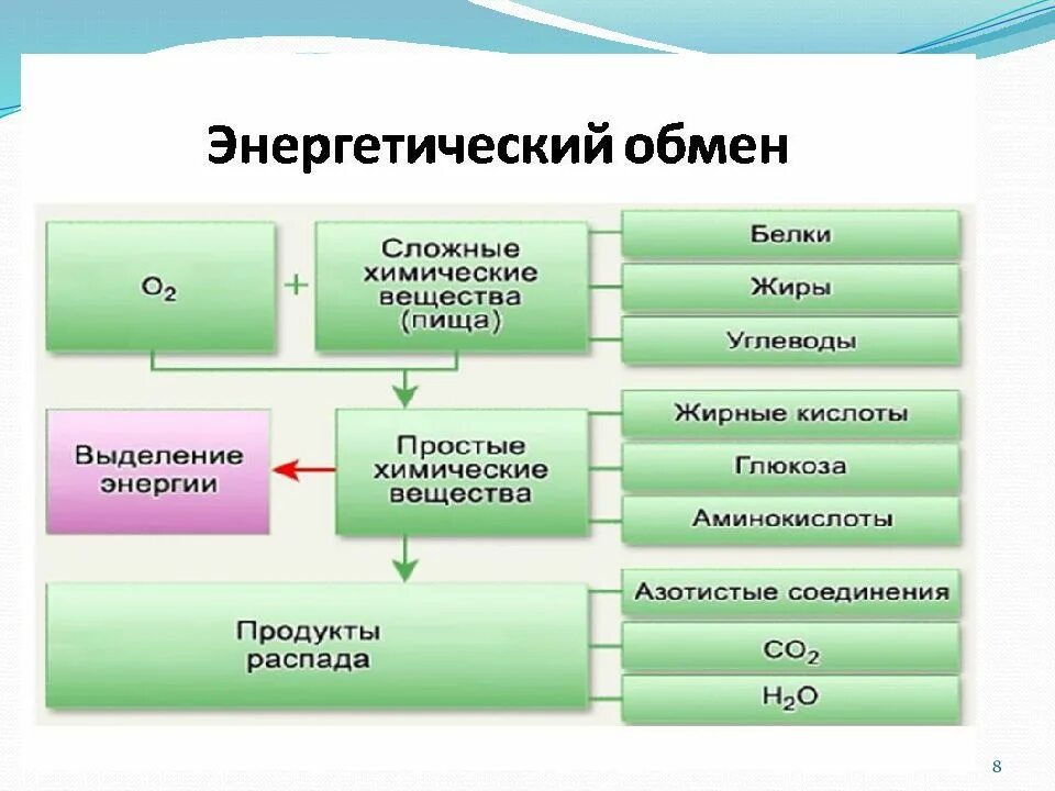 Энергетическим обменом является. Энергетический обмен схема. Схема процессов энергетического обмена. Расщепление органических веществ схема. Процессы энергетического обмена в организме человека.