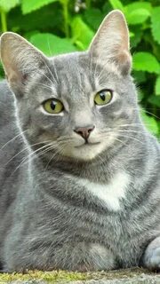 Какие серые коты