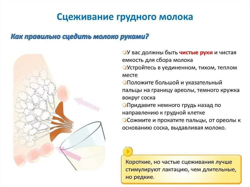 Как прикладывать при лактостазе