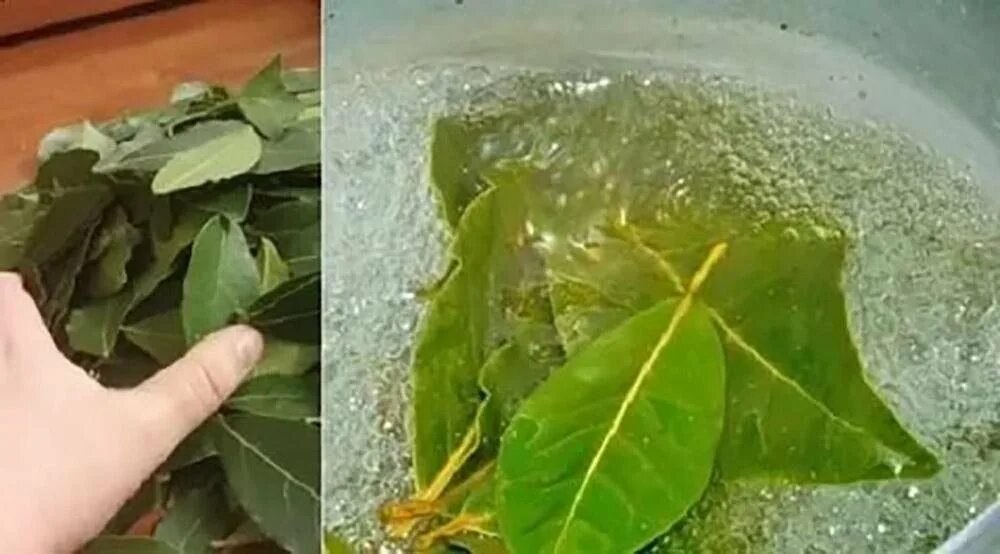 Лавровый лист залить кипятком. Настой из лавровых листьев. Лавровый лист залить кипятком. Отвар лаврушки. Настой лавровых листьев.