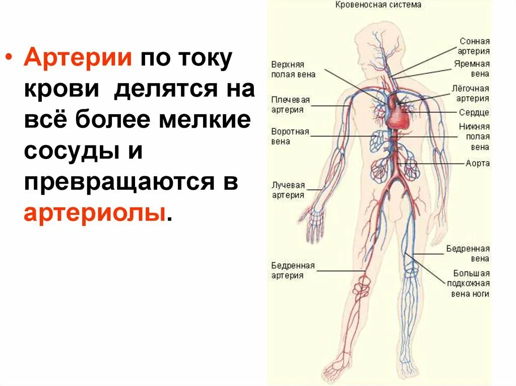 Сосудистая система. Вены туловища анатомия. Кровеносная система человека кровеносная. Кровеносная система артерия. Сосудистая система человека анатомия венозная.