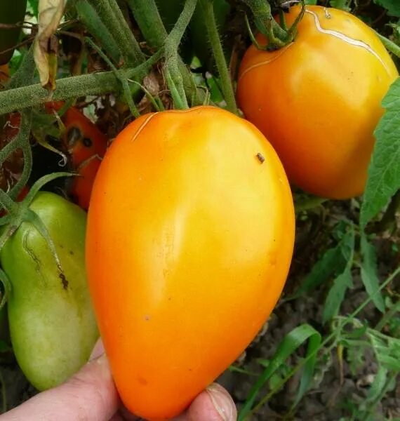 50 Graines de Tomate Cerise Poire Jaune Méthode BIO seeds plantes légumes ancien