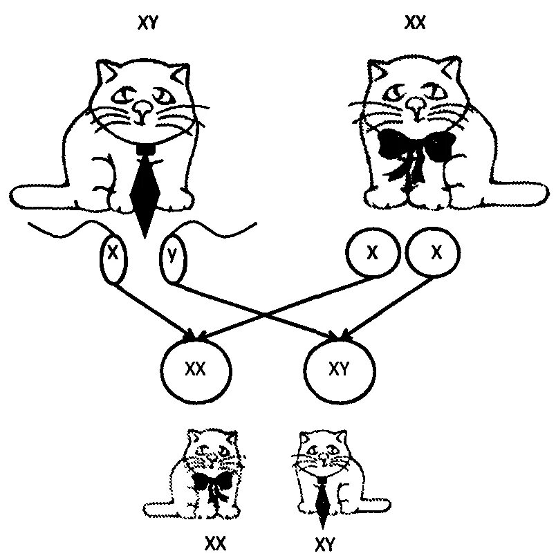 Хромосомы кошки. Количество хромосом у кошки. Половые хромосомы у кошек. Хромосомы кошки и кота.