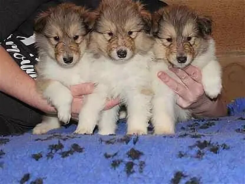 Щенок колли 2 месяца фото. Щенки колли нижний новгород. Щенки колли нижний новгород. Щенки колли нижний новгород. Щенки колли нижний новгород.