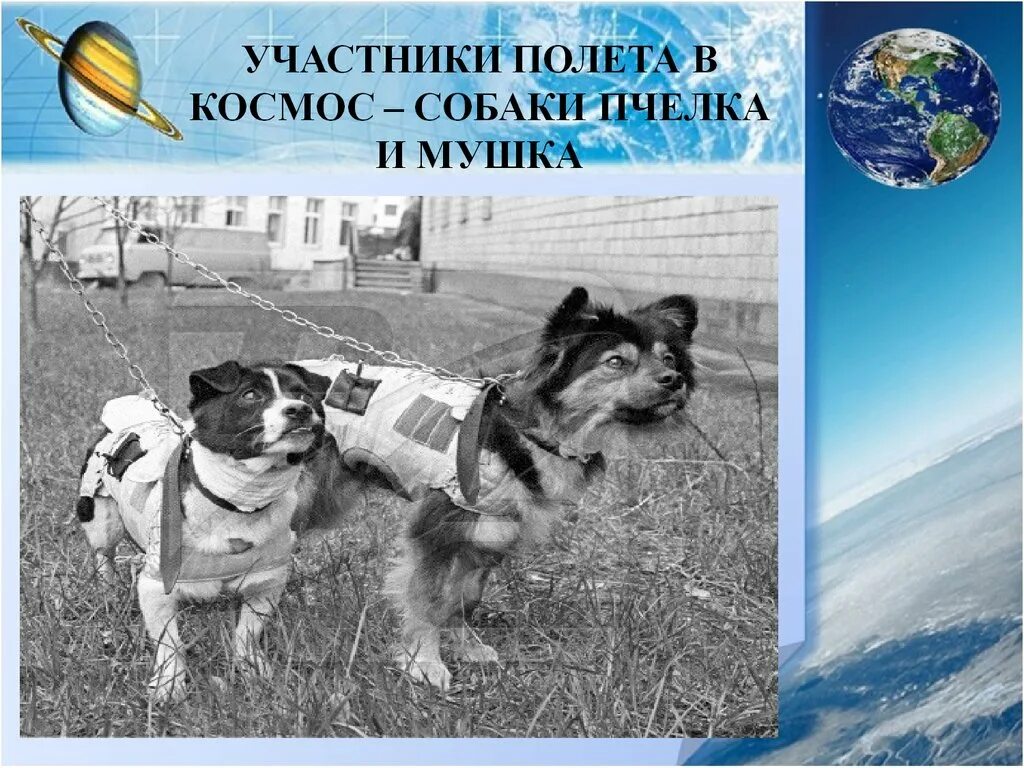 Собачка пчелка. Пчелка и мушка собака-космонавт. собаки летают в космос. пчелка и мушка в космосе. первая собака полетевшая в космос.