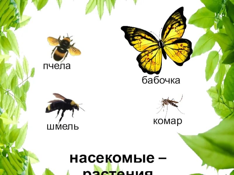 Бабочка пчела. Насекомые бабочка лишняя. Бабочки шмели Стрекозы. Бабочка и пчела картинка. Пчела и бабочка текст