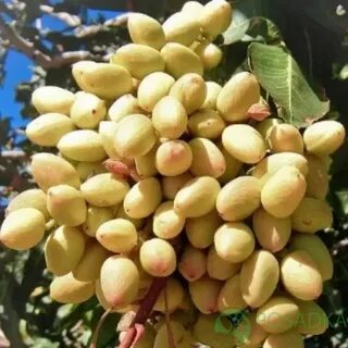 Где выращивают фисташки