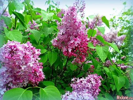Песню ивана кучина цветет сирень