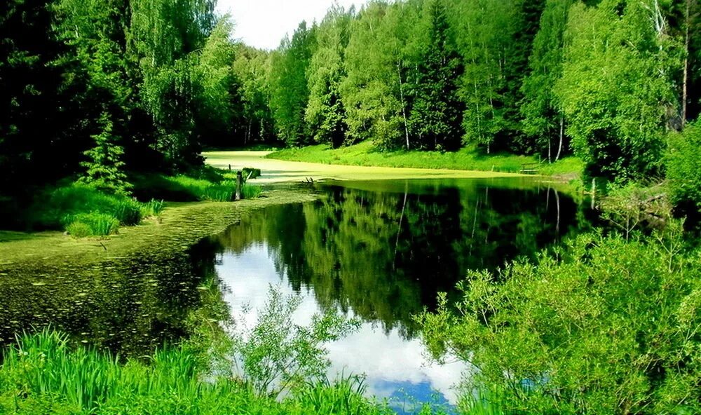 хотьково речка. поселок балтия. хотьково лесная. дом в лесу хотьково. лес в хотьково.