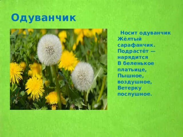 О и высоцкой одуванчик. Одуванчик одуванчик желтый сарафанчик. Стихотворение про одуванчик. Одуванчик желтый сарафанчик подрастет нарядится в Беленькое. Носит одуванчик желтый сарафанчик стих.