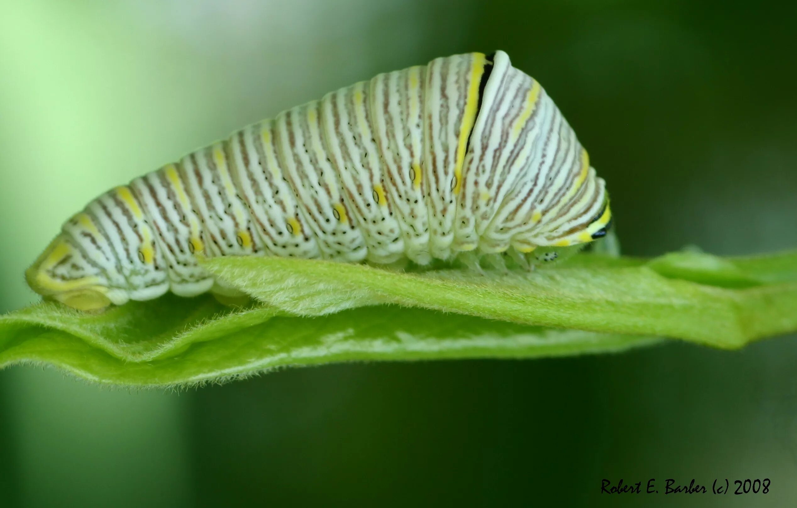 Гусеница бабочки 7. Swallowtail Caterpillar бабочка. Гусеница бабочки птицекрылки. Тройдес бабочка гусеница. Phragmatobia fuliginosa гусеница.