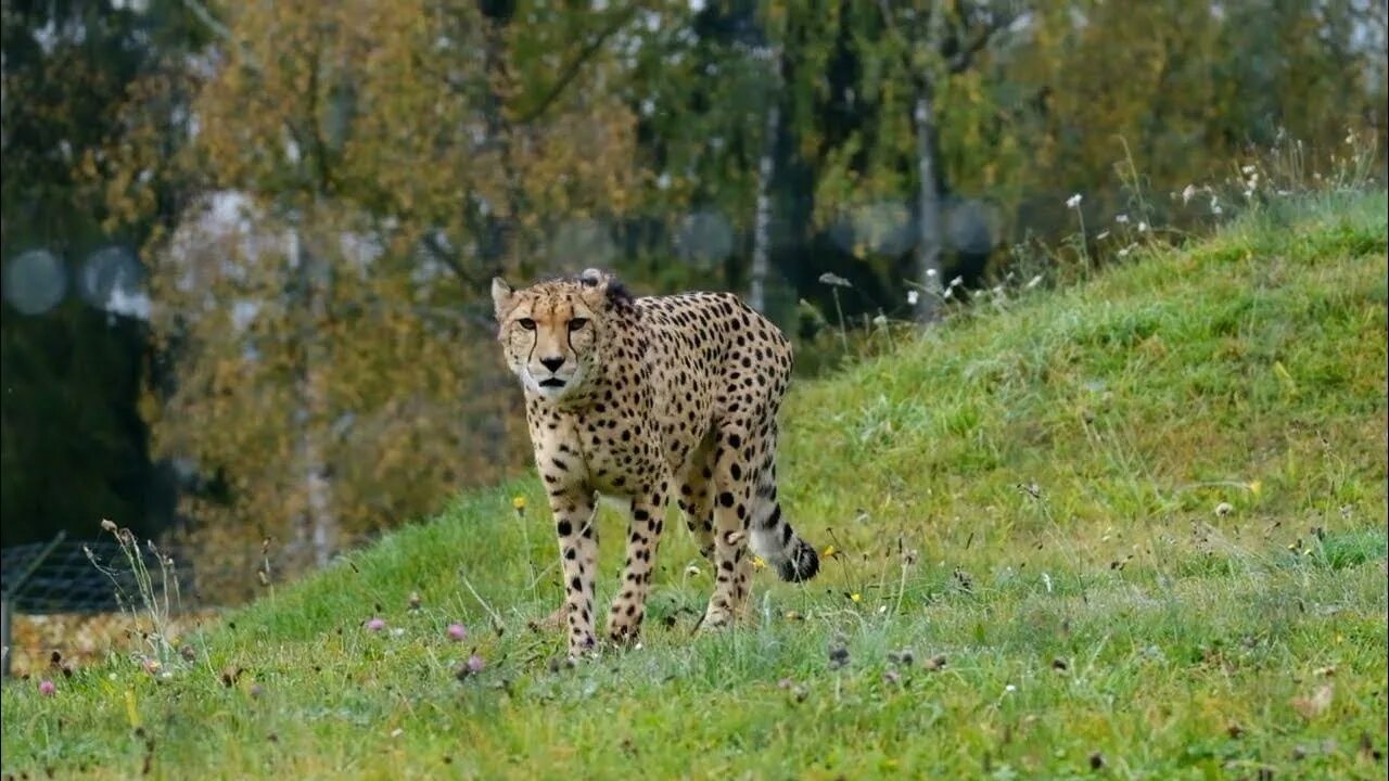 Гепардик. Гепард в офисе. Гепард и пантера (зелёный фон).