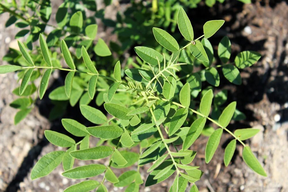 Солодка Glycyrrhiza glabra. Лакрица Солодка растение. Glycyrrhiza glabra корень солодки. Солодка Уральская (Glycyrrhiza uralensis). Лакрица растение