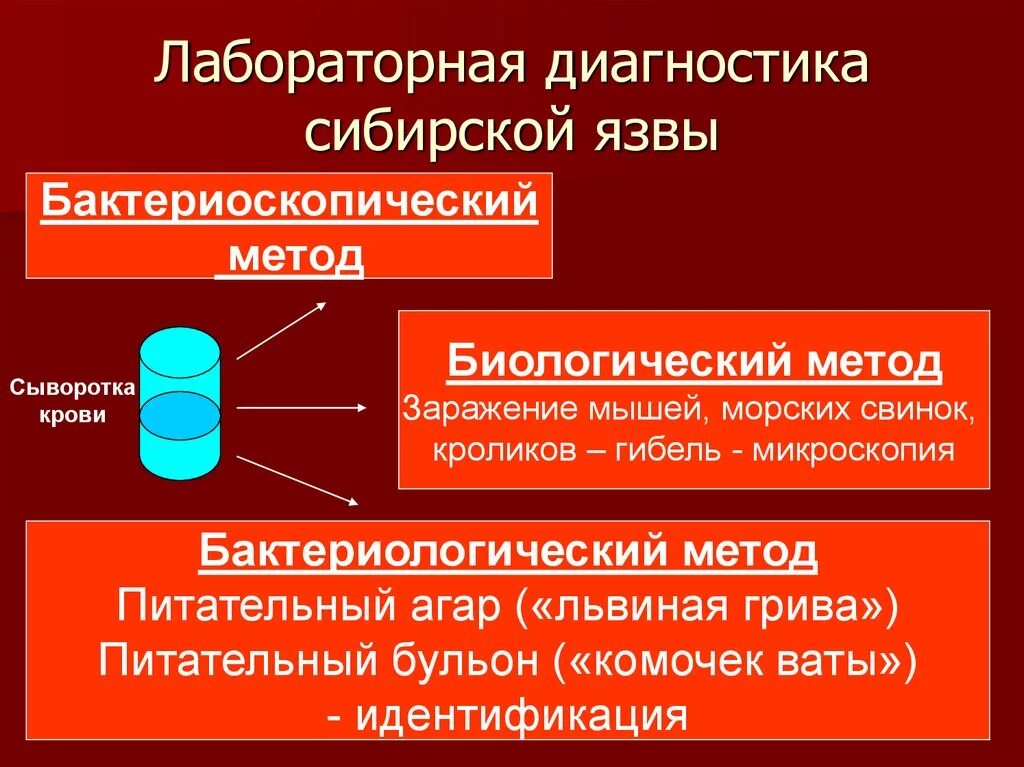 Диагноз сибирская язва. Лабораторная диагностика сибирской язвы. Лабораторная диагностика сибирской язвы бактериоскопический. Метод диагностики сибирской язвы. Бактериологический метод и бактериоскопический метод.