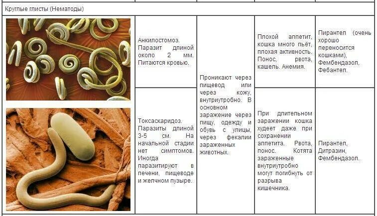 Глисты симптомы как определить. Круглые черви паразиты таблица. кошачьи гельминты нематоды. паразитические черви симптомы. таблица круглые черви паразиты животных и человека.