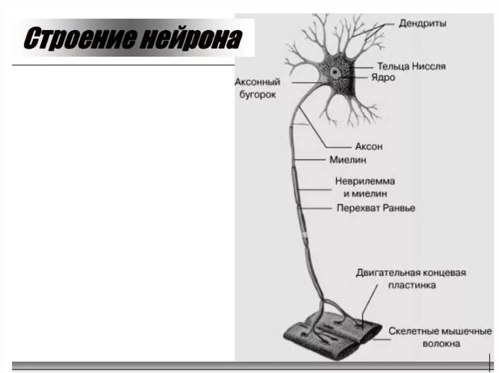 Строение нейрона Аксон нервное волокно нерв. Схематическое строение двигательного нейрона. Аксон двигательного нейрона функции. Дендрит двигательного нейрона.