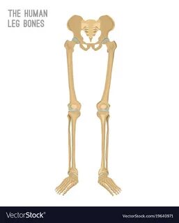 Human leg
