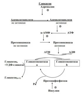 Синтез гликогена гормоны