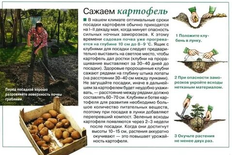 На сколько сажать картошку