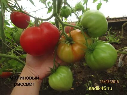 Томат рассвет