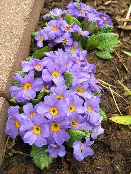 Примула Юлии Primula juliae. Примула Blue Julianas. Примула Крещендо. Примула юлии