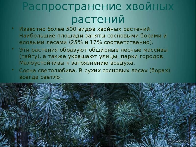 Назовите особенности хвойных растений. Хвойные голосеменные растения. Кратко о хвойных растениях. Назовите особенности хвойных растений. Хвойные растения для чего полезны.