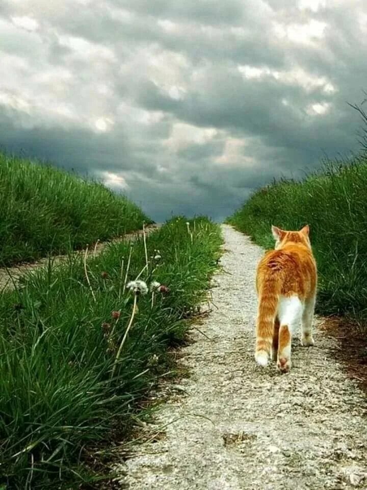 Кот ушел из дома весной. Августовский кот. Котик август. Кот уходит. Рыжая кошка на дороге.