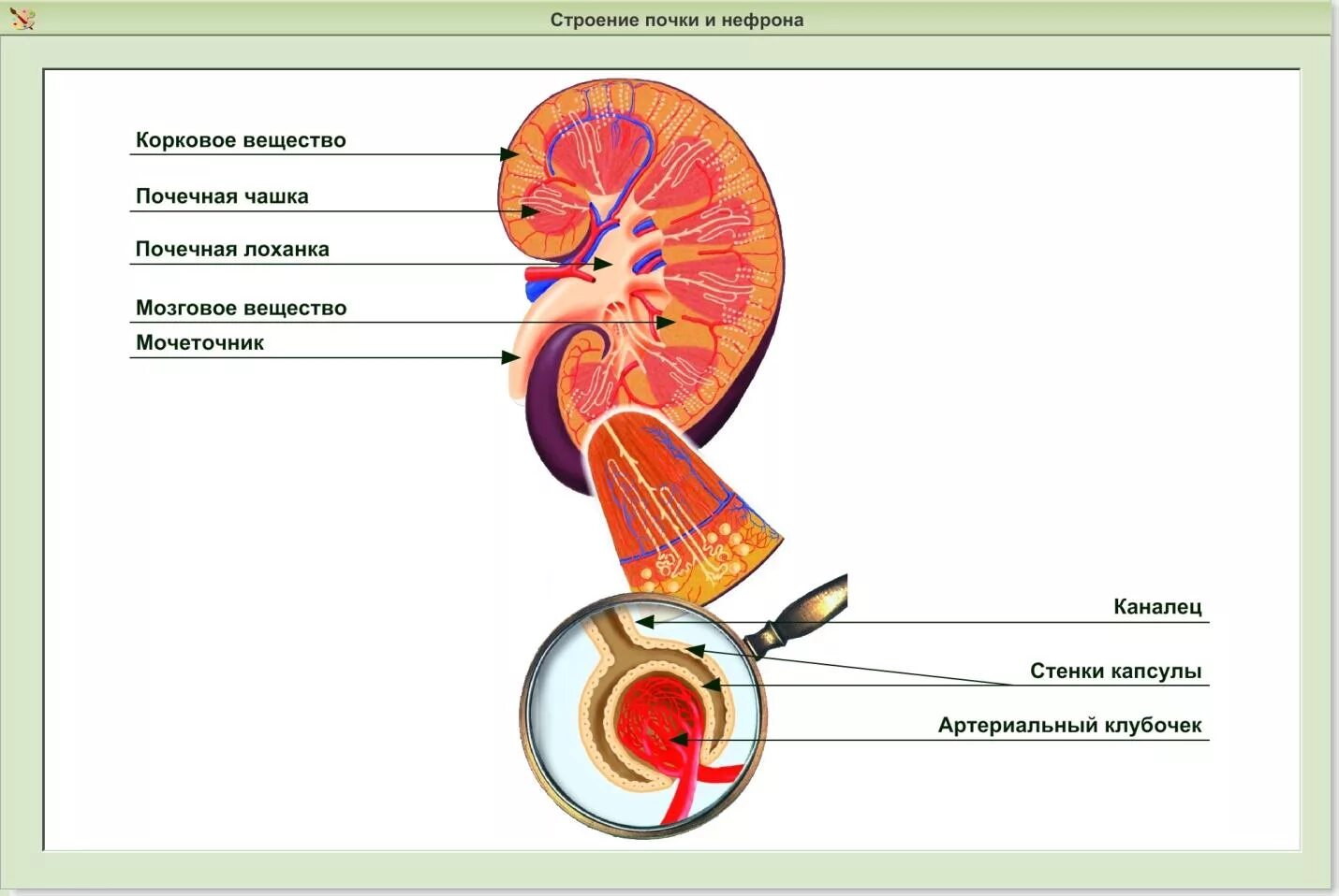 Стенки лоханки. Строение чашечки почки. Почечная лоханка мозговое вещество. Почечная лоханка строение анатомия. Строение клубочка почки человека.