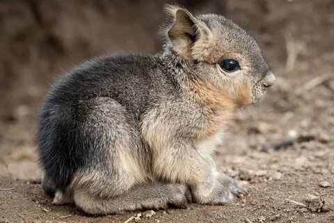Обыкновенные животные