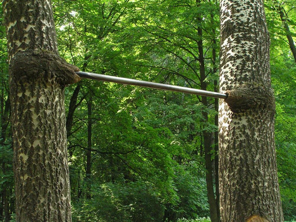 Качели между деревьями. Крепление турника к дереву. Скамей между деревьями. Скамей между деревьями. Лавочка между двух деревьев.