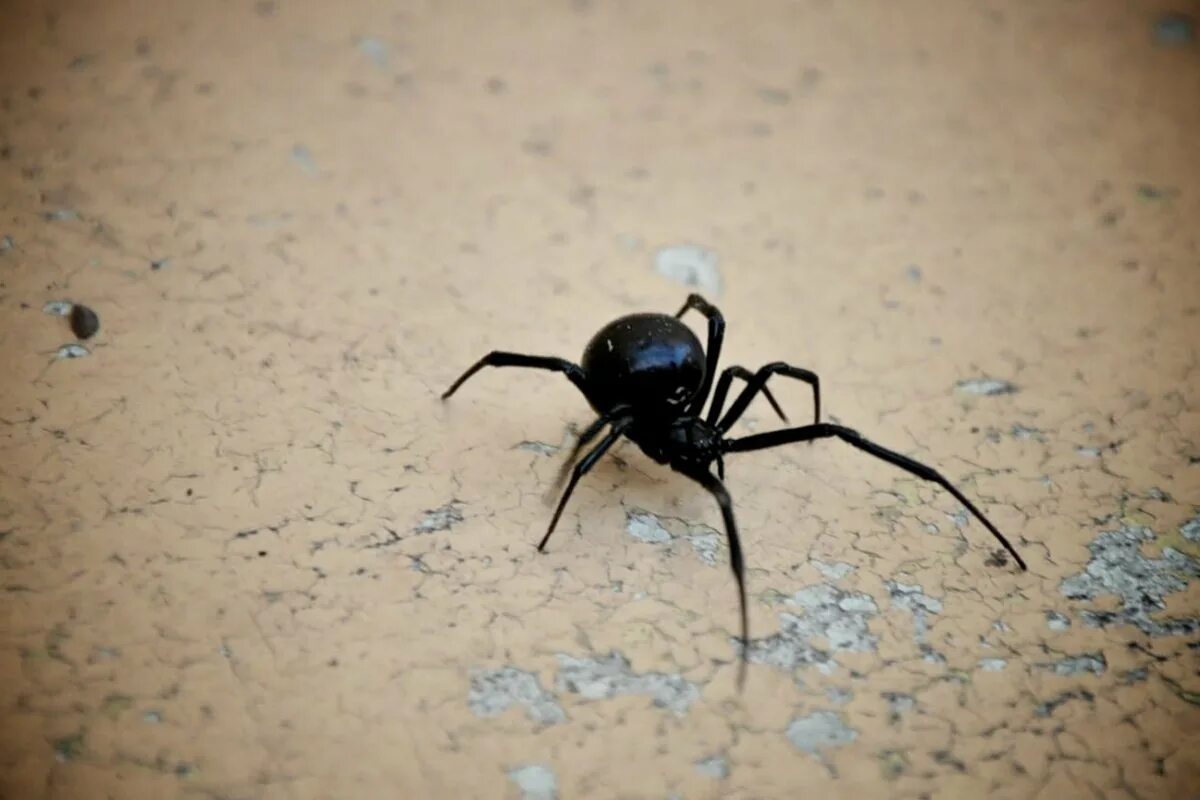 Черная вдова паук. Паук чёрная вдова в Росии. Черная вдова паук маленький. Паук Каракурт полностью черный. Вдова паук в россии