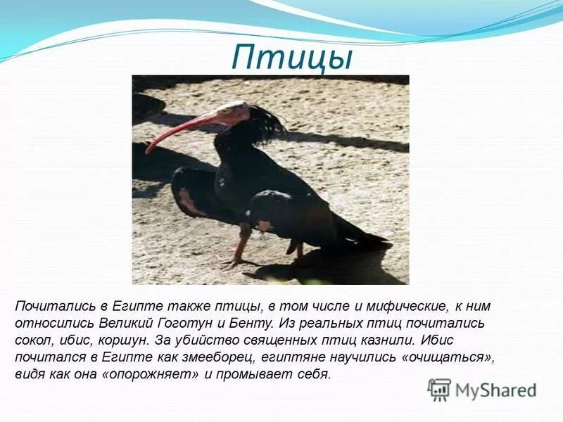 Почитаемая в египте птица 4 буквы сканворд. Ибис птица фото египет. Threskiornis aethiopicus. Бенну египет. Священный ибис птица.