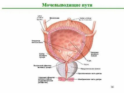 Выводящие пути женские названия